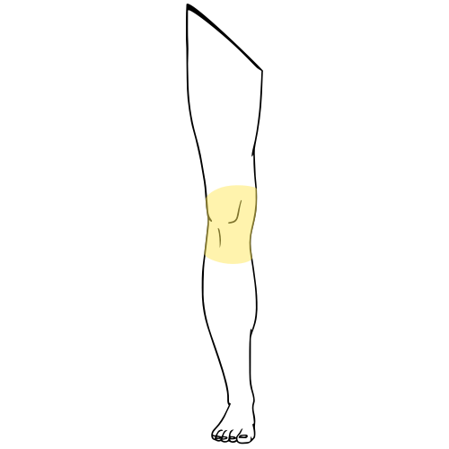 genicular